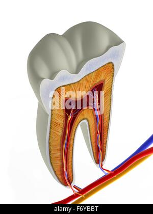 Dente molare sezione, opere d'arte. La parte superiore (mordere) le superfici del dente sono al top, con le sezioni inferiori (fondo) incorporati nelle gengive e osso mandibolare (non mostrato). La sezione mostra i denti anatomia interna, compreso il tessuto vivente di t Foto Stock