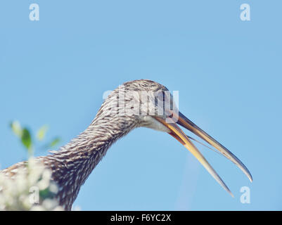 Limpkin Bird si appollaia contro il cielo blu Foto Stock