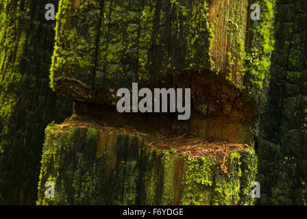 Registrazione tacca springboard in cedar moncone su Gales Creek Trail, Tillamook la foresta di stato, Oregon Foto Stock