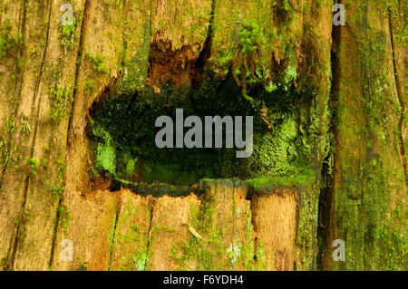 Tacca di registrazione sul moncone di cedro lungo Gnat Creek Trail, Stato di Clatsop foresta, Oregon Foto Stock