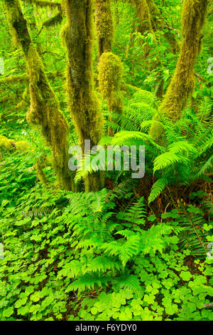 Vite (acero Acer circinatum) con la spada fern lungo Bloom Lago Trail, Stato di Clatsop foresta, Oregon Foto Stock