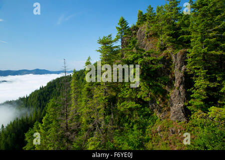 Foresta da Elk Mountain Trail, Tillamook la foresta di stato, Oregon Foto Stock