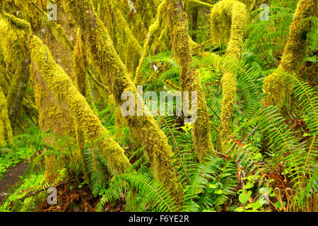 Vite (acero Acer circinatum) lungo Gnat Creek Trail, Stato di Clatsop foresta, Oregon Foto Stock