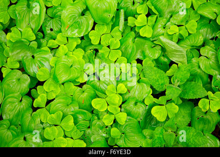 Wild il giglio della valle (Maianthemum canadensis) con Oxalis lungo Gnat Creek Trail, Stato di Clatsop foresta, Oregon Foto Stock