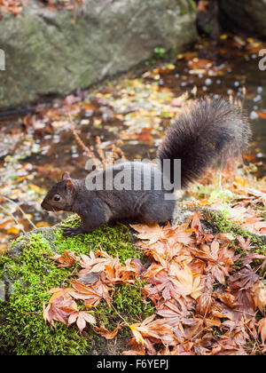 Un grigio orientale scoiattolo (Sciurus carolinensis) in Beacon Hill Park in Victoria, British Columbia, Canada. Foto Stock