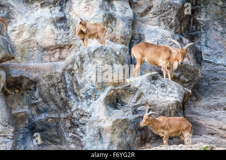 Tre delle capre di montagna Camminando sui lati delle rocce Foto Stock