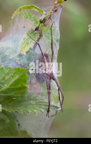 Vivaio Spider Web; Pisaura mirabilis singolo su Web; Cornovaglia; Regno Unito Foto Stock