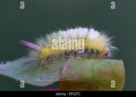 Pale Tussock Moth Larva; Calliteara pudibunda singolo su foglie; Cornovaglia; Regno Unito Foto Stock