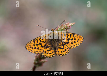 Pearl confina Fritillary Butterfly; Clossiana euphrosyne sul singolo fiore; Cornovaglia; Regno Unito Foto Stock