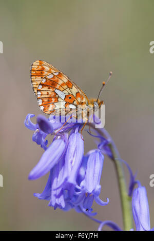Pearl confina Fritillary Butterfly; Clossiana euphrosyne singolo su Bluebell; Cornovaglia; Regno Unito Foto Stock