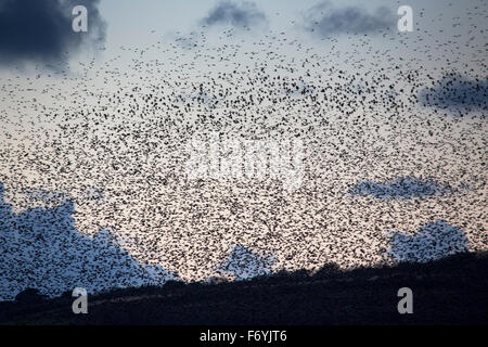 Starling; Sturnus vulgaris vibrazioni; Marazion; Cornovaglia; Regno Unito Foto Stock