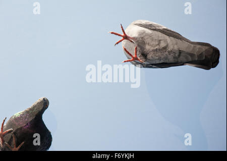 Due piccioni vista dal basso, uccelli sporchi permanente sulla finestra trasparente e vetro sporco, animale vista dal basso situazione pericolosa Foto Stock