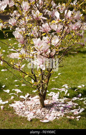 Albero di Magnolia spargere petali di fiori, petali di rosa andando giù, decidui impianto decaduta nella famiglia della Magnoliacee, piccolo albero ramoscelli... Foto Stock