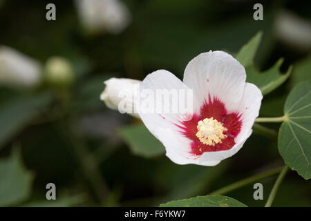 Hibiscus paramutabilis fiore. Foto Stock