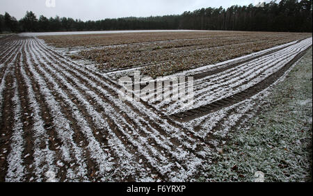 Rostock, Germania. 22 Novembre, 2015. La prima neve si trova in un campo vicino a Rostock, Germania, 22 novembre 2015. Nuvole hanno portato neve al nord della Germania per la prima volta questo inverno. Credito: dpa picture alliance/Alamy Live News Foto Stock