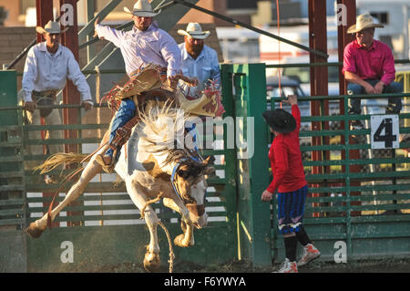 Rodeo corsa di un uomo che cerca di rimanere più a lungo in quanto egli può sul retro di questo cavallo In Arco Idaho Foto Stock