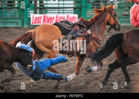 Concorso presso il rodeo in Idaho, strega cowboy è il più veloce nella cattura di una mucca da un cavallo di equitazione. Foto Stock