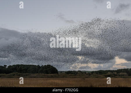 Marazion, Cornwall, Regno Unito. Il 22 novembre 2015. Decine di migliaia di storni provenienti in serata a roost in canneti alla RSPB riserva a Marazion. Credito: Simon Maycock/Alamy Live News Foto Stock