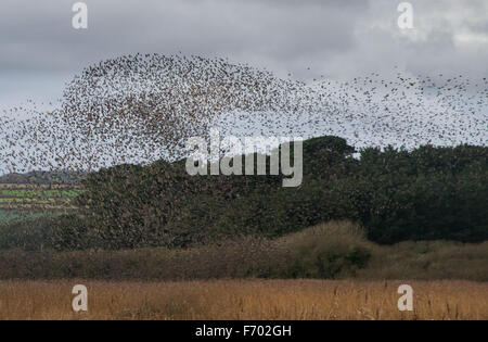 Marazion, Cornwall, Regno Unito. Il 22 novembre 2015. Decine di migliaia di storni provenienti in serata a roost in canneti alla RSPB riserva a Marazion. Credito: Simon Maycock/Alamy Live News Foto Stock