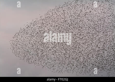 Marazion, Cornwall, Regno Unito. Il 22 novembre 2015. Decine di migliaia di storni provenienti in serata a roost in canneti alla RSPB riserva a Marazion. Credito: Simon Maycock/Alamy Live News Foto Stock