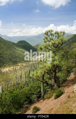 Wild coda di cavallo Palm in Tehuacan Cuicatlan Riserva, Puebla, Messico Foto Stock