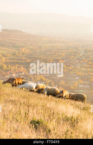 Gruppo di ovini e caprini di erba di pascolo al di sopra del villaggio con una strada della città in background Foto Stock