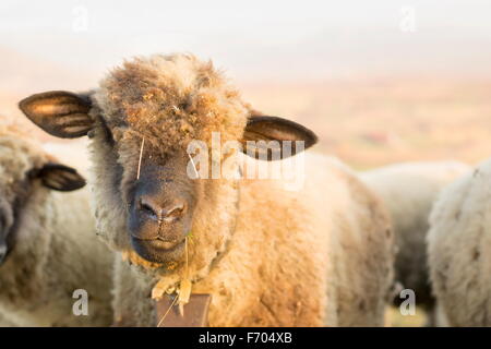 Ritratto di un simpatico pascolo di ovini nel campo con erba nella sua bocca Foto Stock