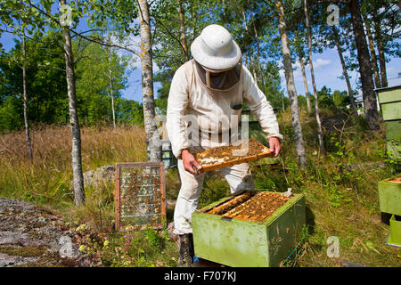 Un'ape è un lavoratore diligente e impollinatori; Foto Stock