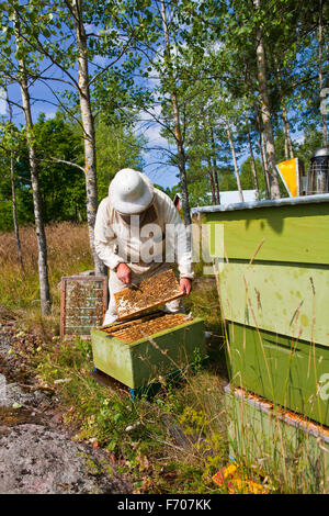 Un'ape è un lavoratore diligente e impollinatori; Foto Stock