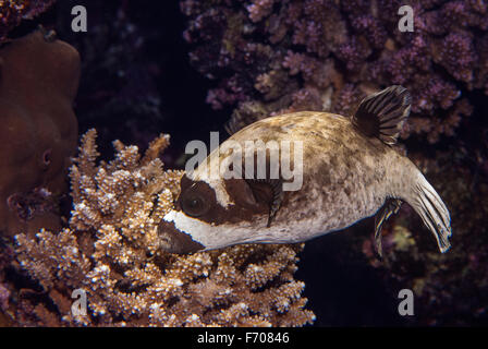 Puffferfish, Arothron diadematus, Sharm el Sheikh, Mar Rosso, Egitto Foto Stock