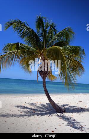 Solo Palm tree e ombra nel sole di mezzogiorno sulla Playa Ancon vicino a Trinidad Cuba Foto Stock