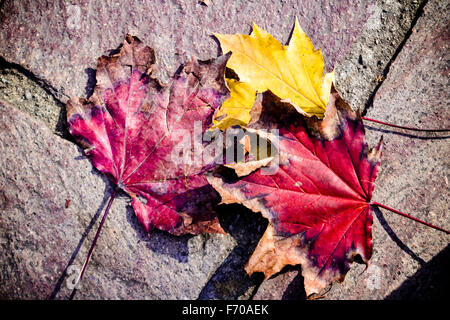 Foglie cadenti d'autunno. Vigevano. Italia Foto Stock