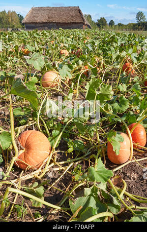 Organici di Zucche crescono su campo Foto Stock