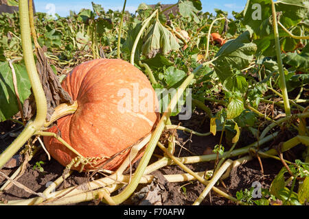 Organici di Zucche crescono su campo Foto Stock