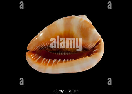 Un unico grande cowrie shell su uno sfondo nero Foto Stock