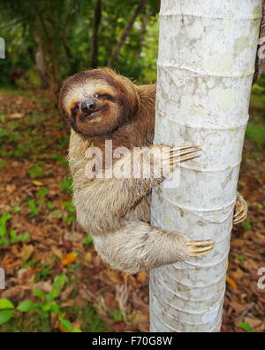 Funny marrone-throated il bradipo salendo sul tronco di albero, America Centrale Foto Stock