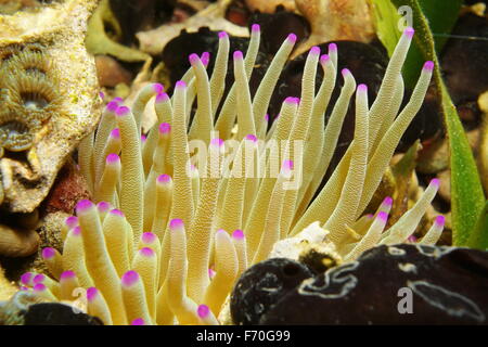 Creatura del mare, i tentacoli di gigante Mar dei Caraibi anemone, Condylactis gigantea, Messico Foto Stock