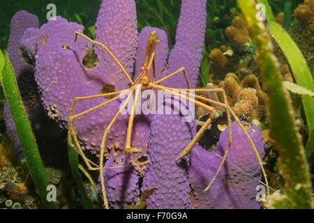 Sea life subacquea, una freccia yellowline crab sul tubo di ramificazione di spugna, Mar dei Caraibi Foto Stock