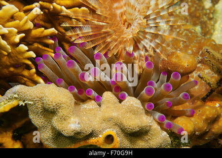 Vita sottomarina, tentacoli di gigante dei Caraibi anemone marittimo tra corallo e un piumino worm, Messico Foto Stock