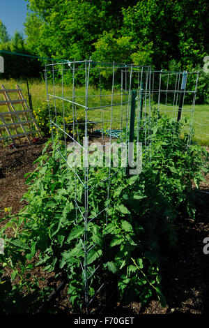 Orto, Indiana. Purdue Extension-Marion County Giardino dimostrativo. AAS (All-America selezioni) ortaggi di giardino. Foto Stock