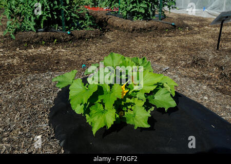 Orto, Indiana. Purdue Extension-Marion County Giardino dimostrativo. AAS (All-America selezioni) ortaggi di giardino. Foto Stock