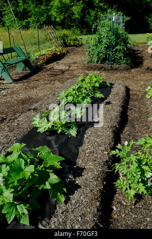 Orto, Indiana. Purdue Extension-Marion County Giardino dimostrativo. AAS (All-America selezioni) ortaggi di giardino. Foto Stock