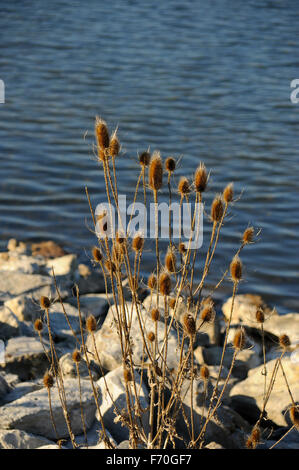 Essiccato di cardi lungo il lago in Indiana Foto Stock