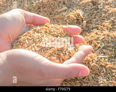 Le mani di risone in sunset, stock photo Foto Stock