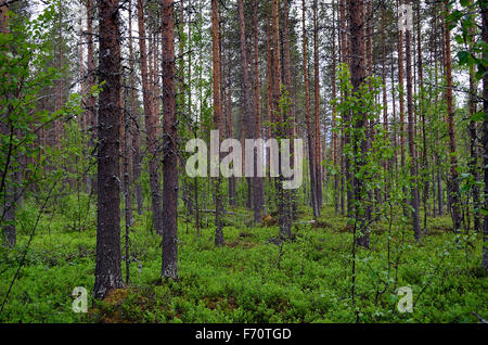 Foresta di alberi di pino Foto Stock
