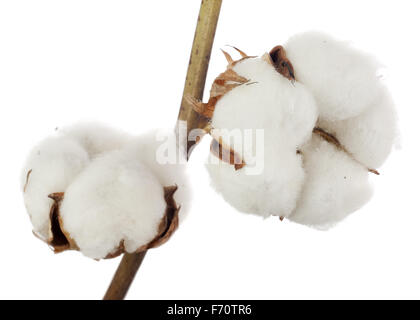 Pianta di cotone fiore isolato su sfondo bianco. Primo piano. Foto Stock