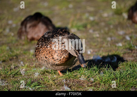 Mallard duck in autunno sunshine Foto Stock