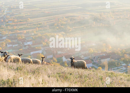 Gruppo di ovini e caprini di erba di pascolo al di sopra del villaggio con una strada della città in background Foto Stock