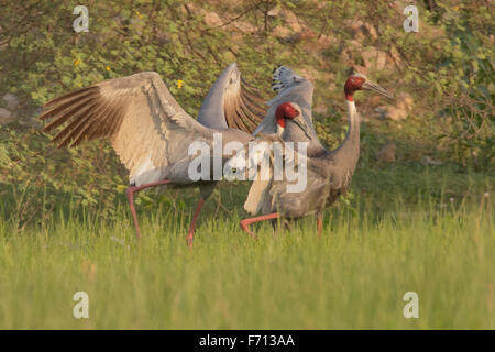 Gru Sarus (Grus antigone) combattimenti a Thol Bird Sanctuary, Gujarat, India Foto Stock