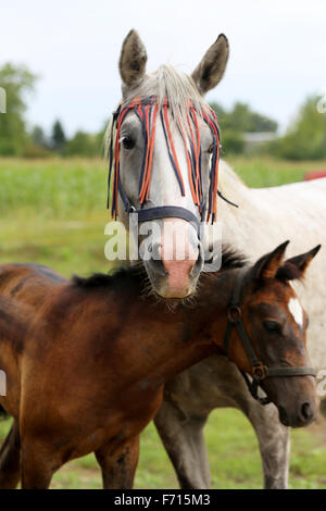 Colore grigio mare Arabico con il suo piccolo puledro rurale scena Foto Stock